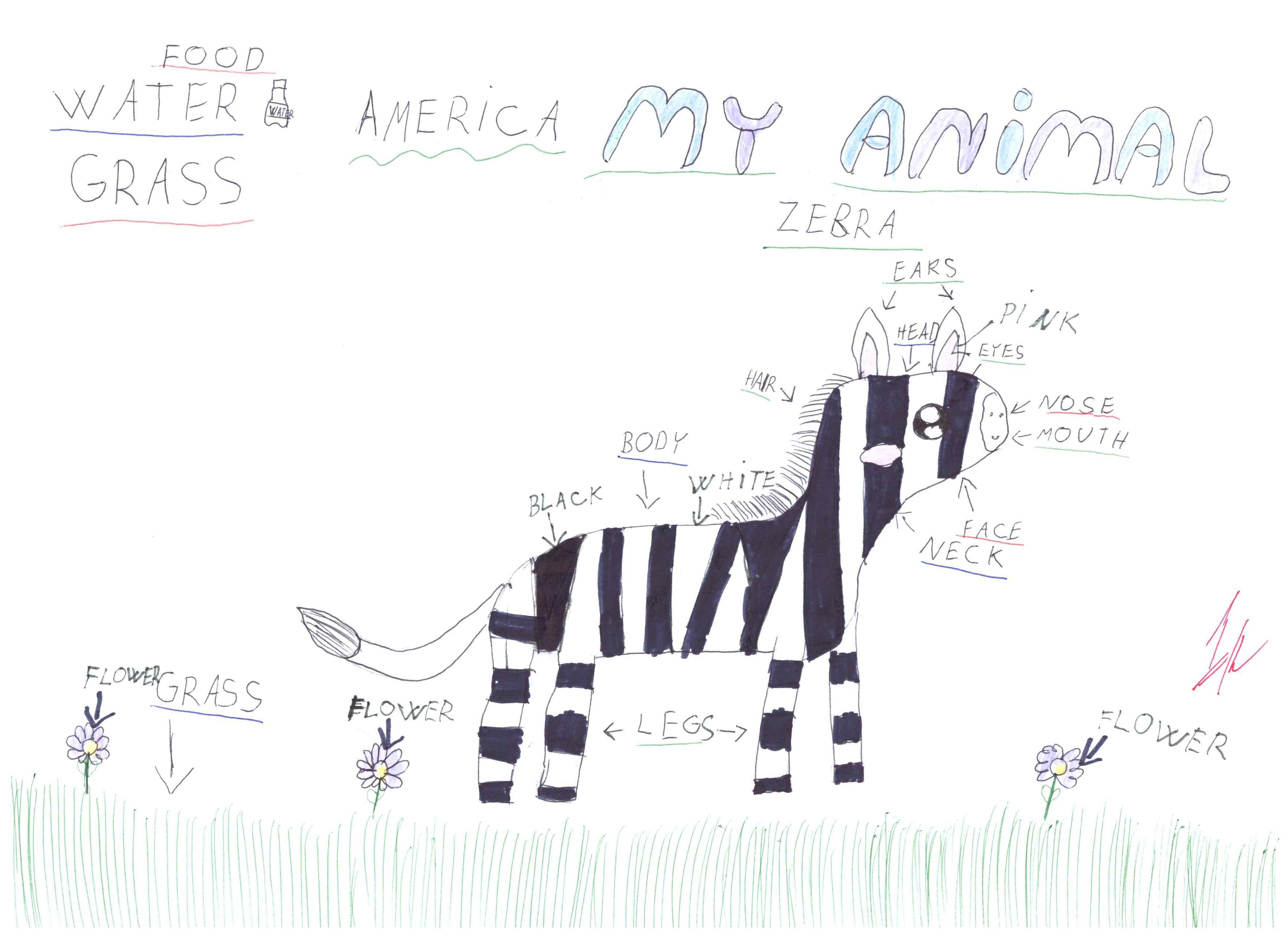 obrázek zebra