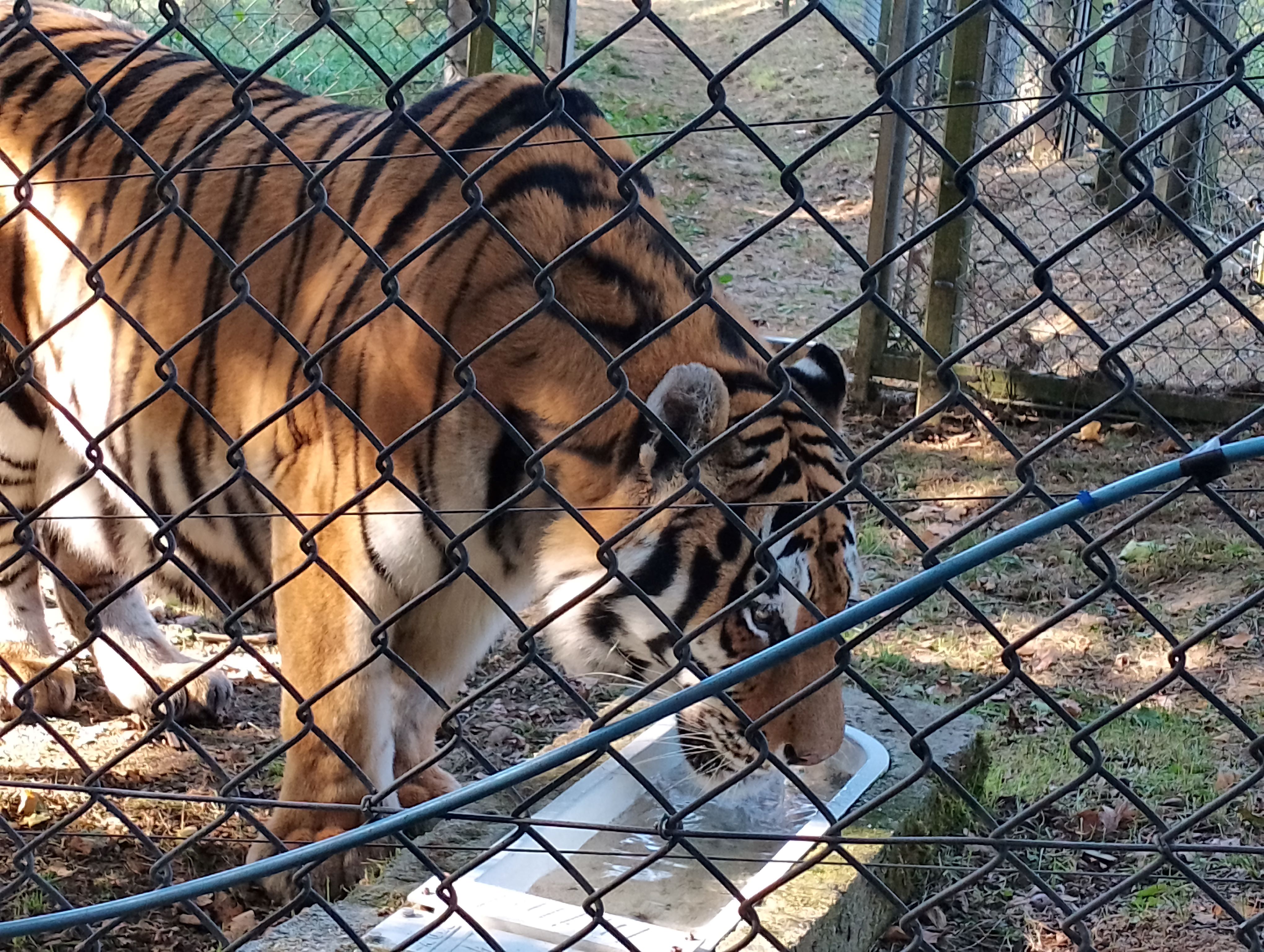 ZOO Tábor lev