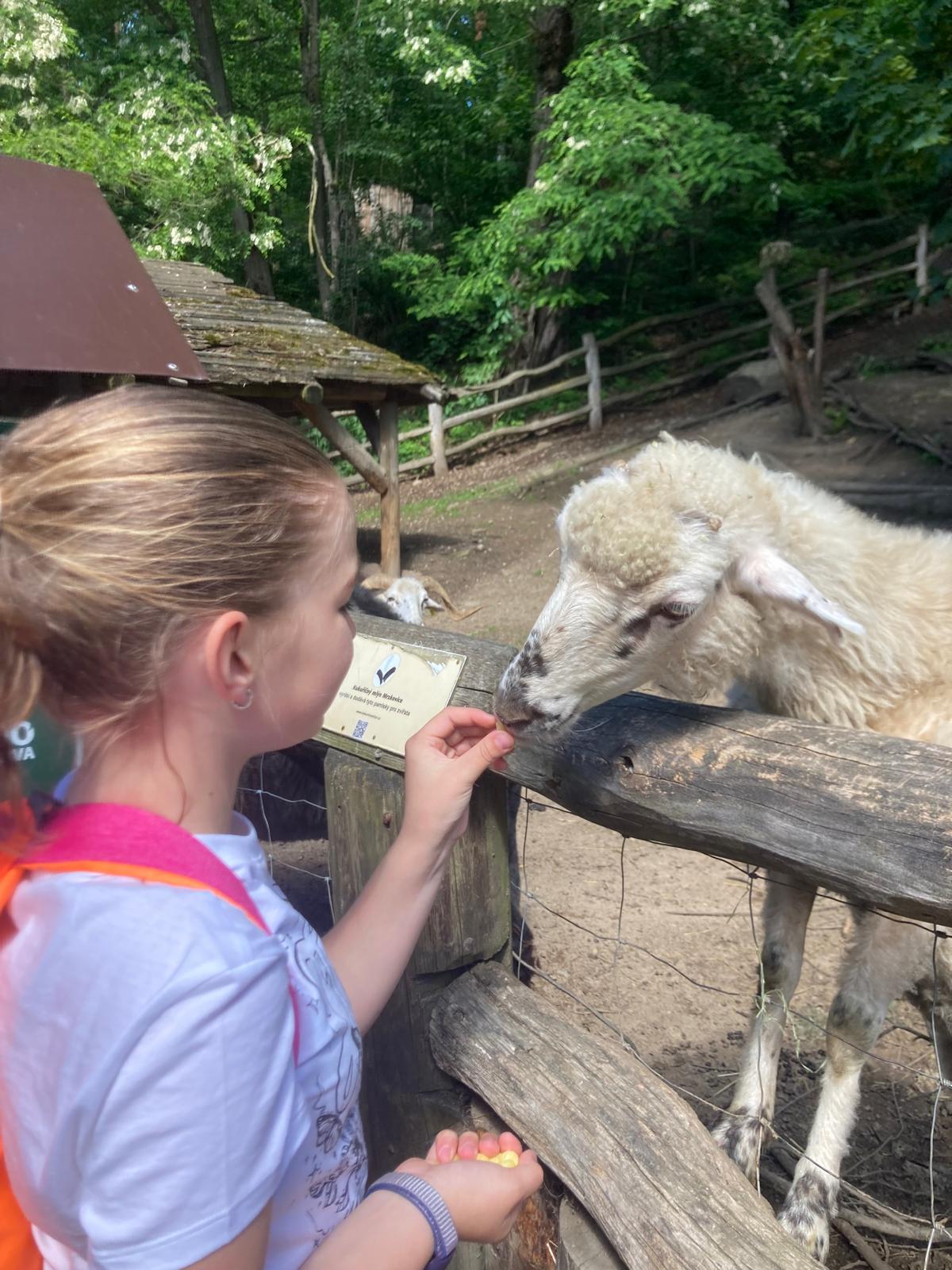 žákyně krmí zvíře v ZOO